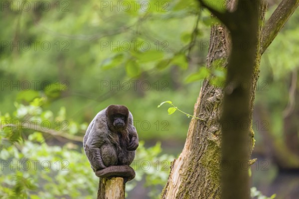 A common woolly monkey, brown woolly monkey, or Humboldt's woolly monkey (Lagothrix lagothricha)