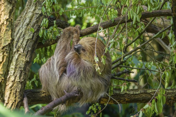 A Linnaeus's two-toed sloth (Choloepus didactylus) hangs down from a branch of a tree