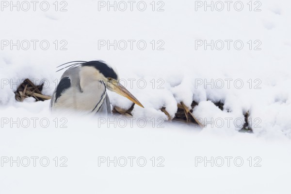 A grey heron (Ardea cinerea) stands in the snow, surrounded by a peaceful winter landscape, Hesse,