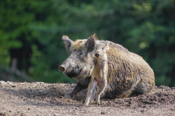 An adult wild boar or wild pig (Sus scrofa), throws a piglet up with its snout