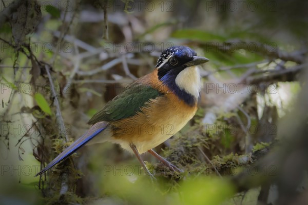 Bird, Pitta-like Ground Roller in the mountain cloud forests of Mantadia National Park in eastern