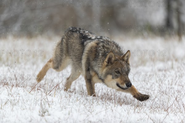 One young male eurasian gray wolf (Canis lupus lupus) running towards the camera over a snow
