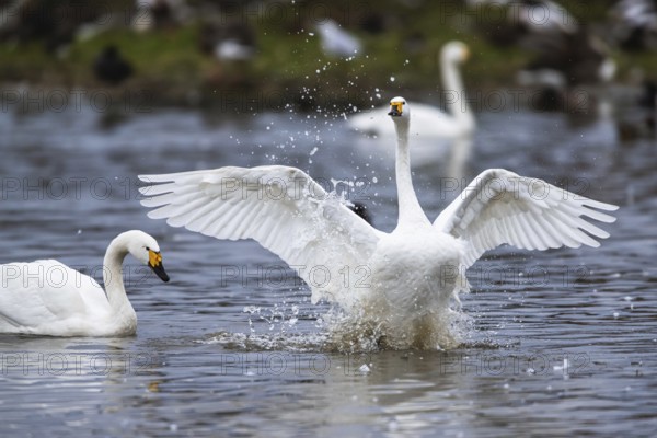 Tundra Swan, Bewick's Swan, Cygnus columbianus at winter in Slimbridge, England, United Kingdom,
