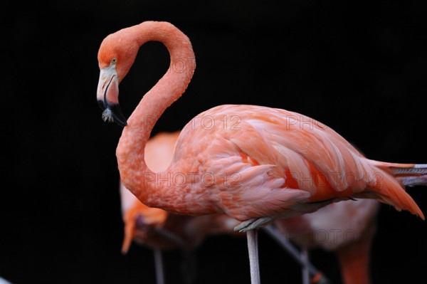 A single pink flamingo against a black background, showing its elegant posture, Red flamingo