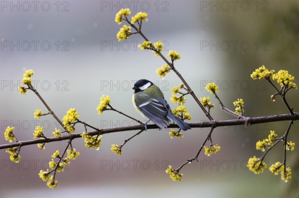 Great Tit (Parus major), adult male, perched on a cornelian cherry branch, in the rain, Hesse,