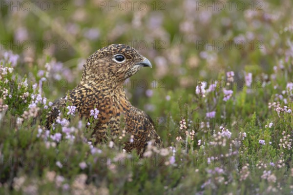 Red grouse (Lagopus lagopus scotica) adult bird in flowering moorland Heather plants in summer,