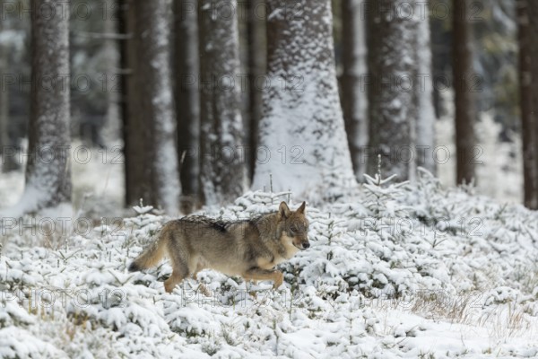 One young male eurasian gray wolf (Canis lupus lupus) running thru the snow-covered undergrowth of
