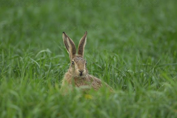European brown hare (Lepus europaeus) juvenile baby leveret animal in a farmland cereal crop in the
