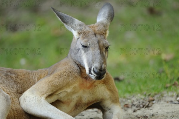 A kangaroo lies relaxed in the grass and enjoys nature, Red kangaroo (Osphranter rufus, Kangourou