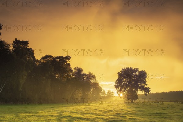 View over green meadows to a tree at the edge of a forest with an intense sunset, Neustadt am
