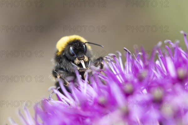 Buff tailed bumblebee (Bombus terrestris) adult bee feeding on a purple Allium flower in an urban