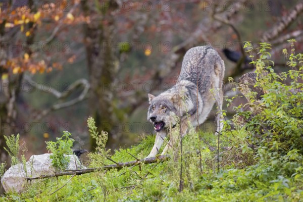 An adult male eurasian gray wolf (Canis lupus lupus) stretches himself on a green meadow on hilly