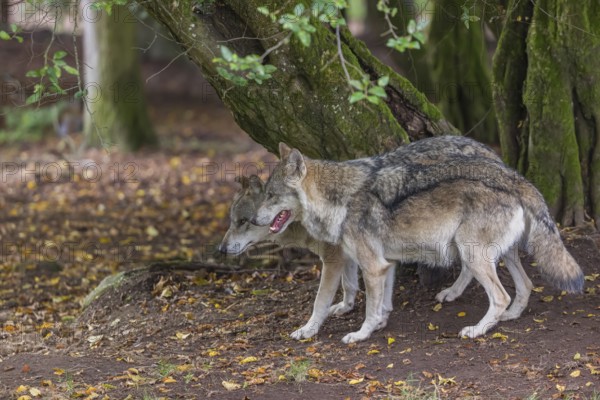 Two adult male eurasian gray wolves (Canis lupus lupus) standing in front of an old split tree at a