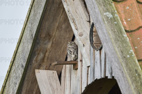 Little owl in breeding tube (Athene noctua) North Rhine-Westphalia, Germany, Europe