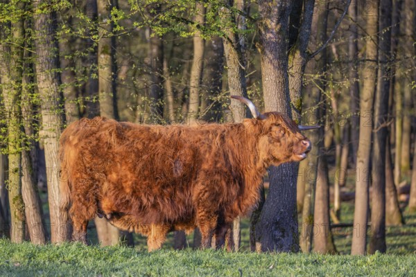 A highland cow (Bos primigenius taurus) stands at a forest edge and suckles her calf