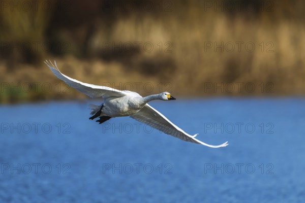 Tundra Swan, Bewick's Swan, Cygnus columbianus in flight at winter in Slimbridge, England, United