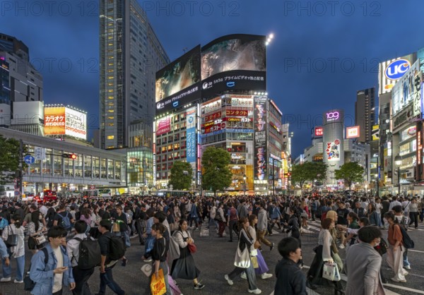 Shibuya crossing at night, Tokyo, Japan, Asia