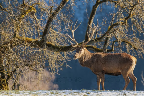 A red deer stag (Cervus elaphus) stands in the first light of day on a meadow covered in hoar frost