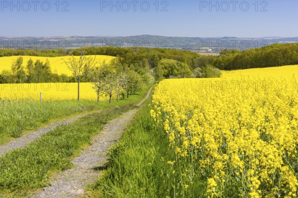 Field path through flowering rape fields (Brassica napus) in spring, Müglitztal, Saxony, Germany,