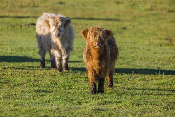 Two Highland calves (Bos primigenius taurus) stand on a pasture in the early morning light