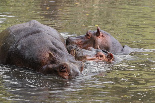 A group of hippos (Hippopotamus amphibius) swimming in a river