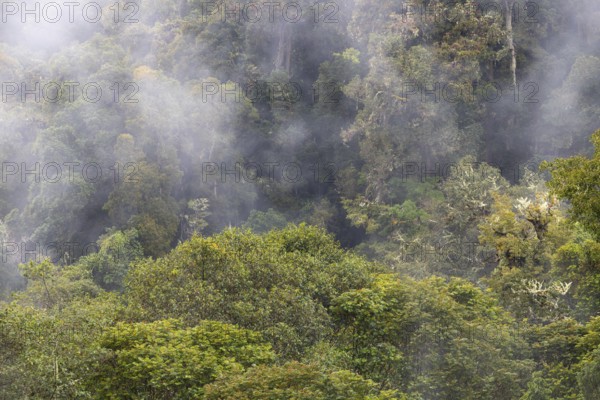 Tropical cloud forest, Monte Verde St. Elena, San Jose Province, Central Mountain Range, Costa