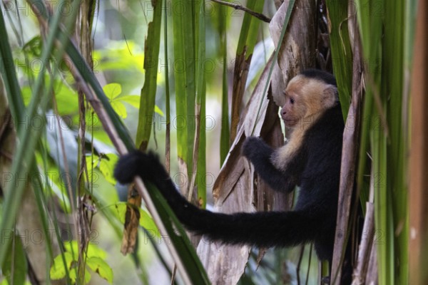 White-shouldered capuchin monkey (Cebus capucinus), primates (Anthropoidea), tropical rainforest,