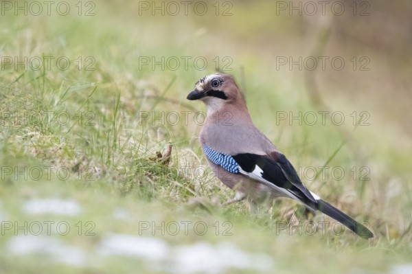 A jay (Garrulus glandarius) standing in the grass with detailed plumage, Hesse, Germany, Europe