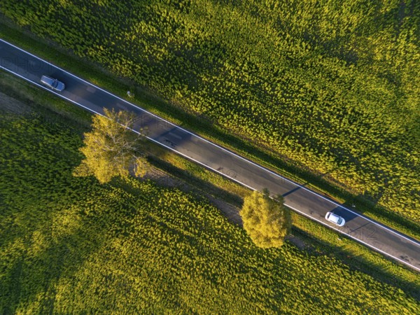 Aerial view, drone photo: Two cars driving between two birch trees with autumn leaves on a country