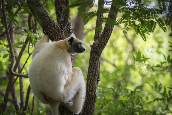 Golden-crowned sifaka (Propithecus tatersalli) in the dry forests of Daraina National Park in