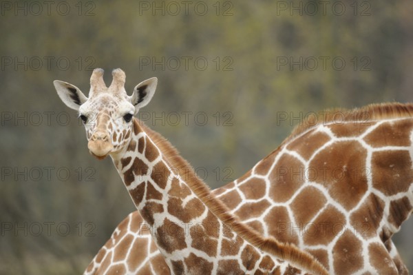 Giraffe shows its long neck and the beautiful fur pattern in natural surroundings, reticulated
