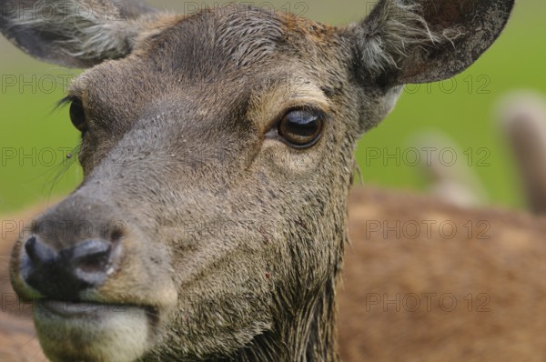Close-up of a stag's head with focus on eyes and fur strata, red deer (Cervus elaphus), Bavaria