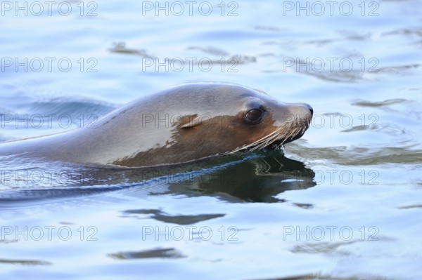 A sea lion swims calmly through the clear water, California sea lion (Zalophus californianus),