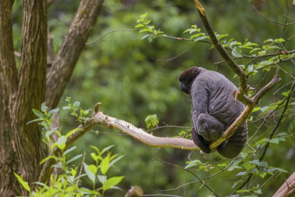 A common woolly monkey, brown woolly monkey, or Humboldt's woolly monkey (Lagothrix lagothricha)