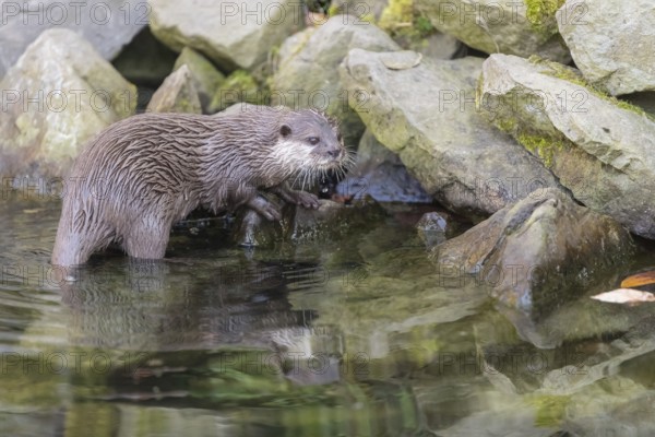 One oriental small-clawed otter or Asian small-clawed otter (Aonyx cinerea), standing in the water
