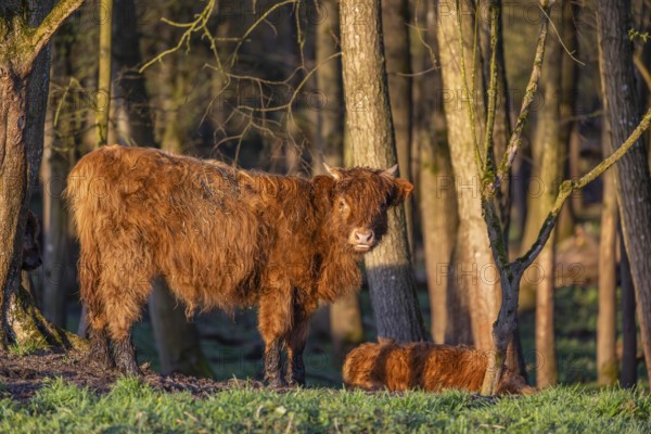 A Highland calf (Bos primigenius taurus) stands at a forest edge, a second one is resting on the