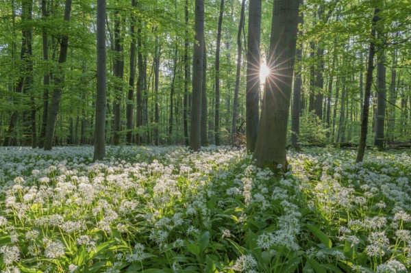 Near-natural deciduous forest with flowering wild garlic (Allium ursinum), sun star, Hainich