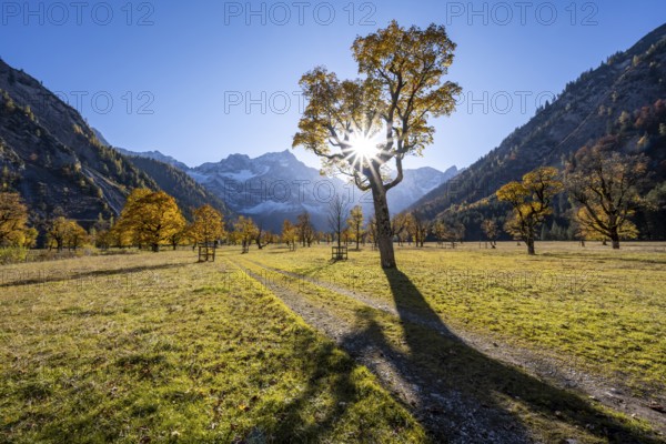 Sycamore maple with autumnal yellow foliage and sun star, large maple base in autumn, rocky