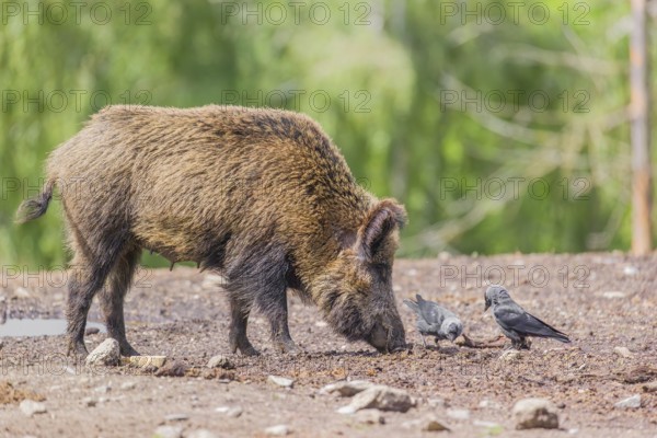 A wild boar or wild pig (Sus scrofa), stands on a clearing searching for food. Western jackdaws