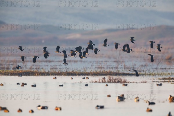 Northern Lapwing (Vanellus vanellus), a flock flying over a lake at sunset in late winter, Texel,