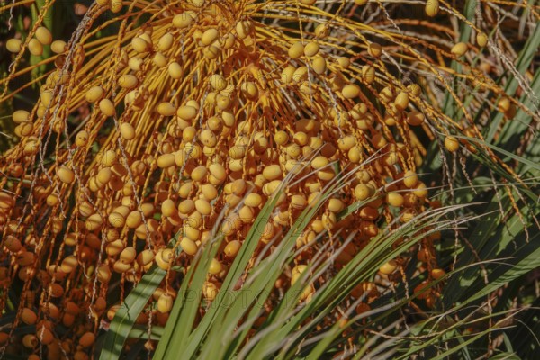 Fruits of a palm tree, Apulia, Italy, Europe