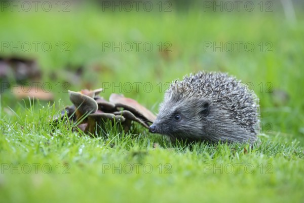 European hedgehog (Erinaceus europaeus) adult animal standing next to fungi on a garden lawn,