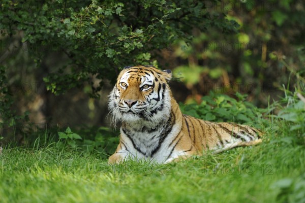 A lying tiger in the dense green of nature, surrounded by bushes, Siberian tiger (Panthera tigris