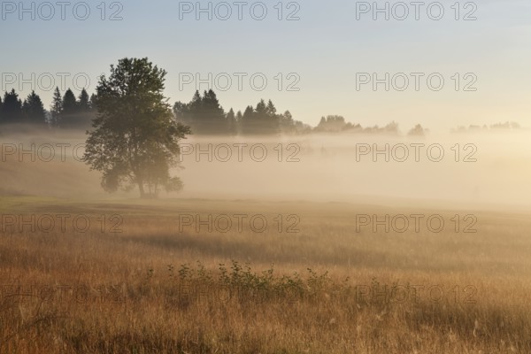 High moor in autumnal discolouration, Rothenthurm, Canton Schwyz, Switzerland, Europe