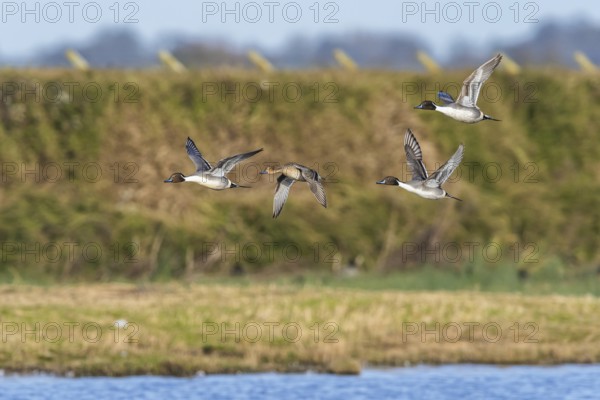 Northern Pintail, Anas acuta, birds in flight over winter marshes