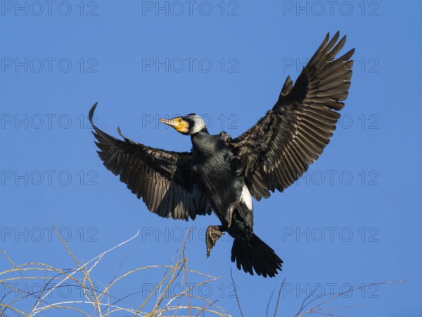 Common Cormorant (Phalacrocorax carbo), adult male in breeding plumage, in landing flight, Hesse,