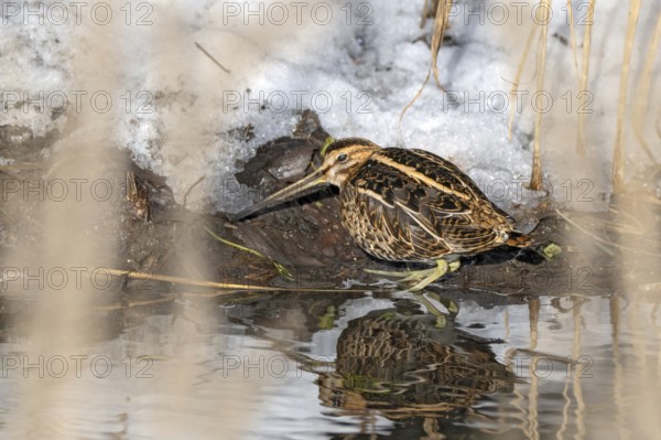 Common snipe, (Gallinago gallinago), sitting on the bank, Münster, Tyrol, Austria, Europe