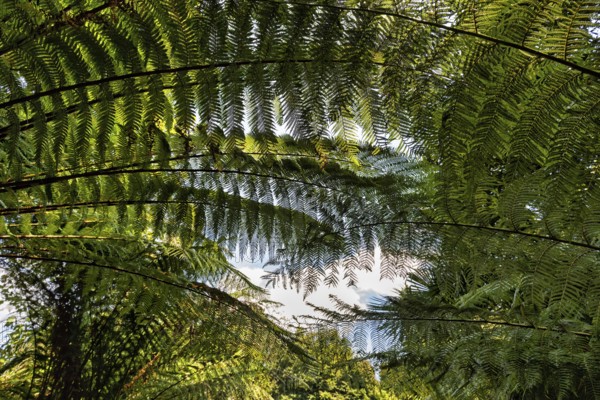 Fern fronds in the undergrowth, tree fern, view from below, Lost Gardens of Heligan, Cornwall,