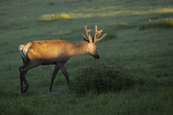 One Altai maral stag, Altai wapiti or Altai elk (Cervus canadensis sibiricus) standing on a meadow
