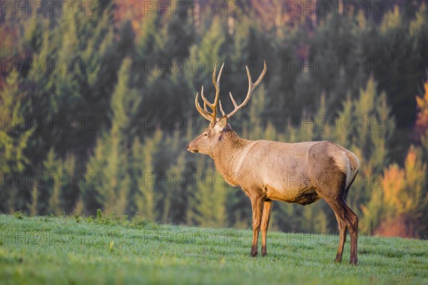 An Altai maral stag, Altai wapiti or Altai elk (Cervus canadensis sibiricus) stands on a meadow in